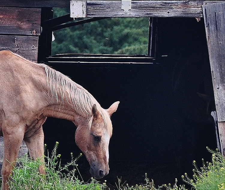 horse and barn